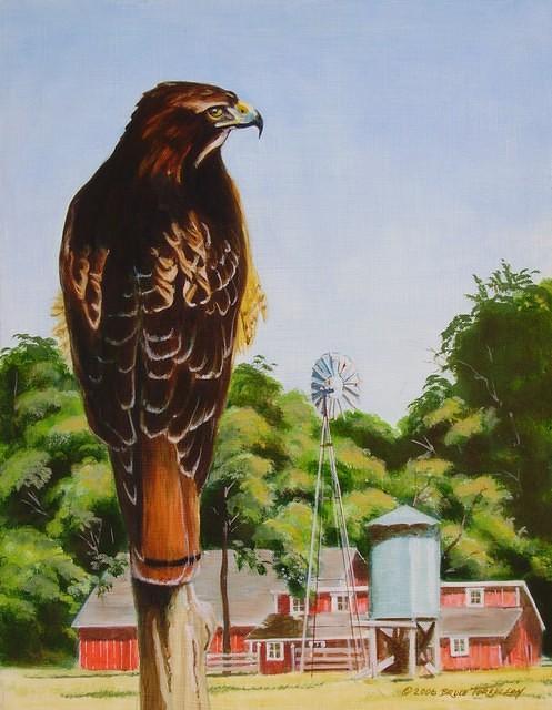 Red Tail Hawk 0206