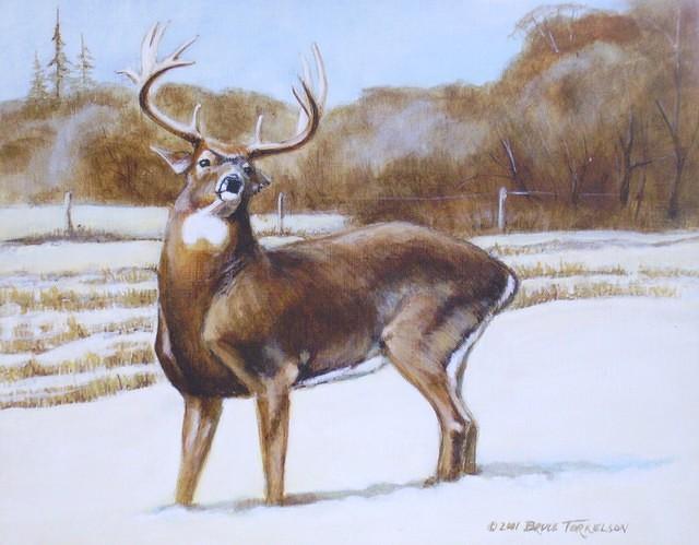 corn buck 0206