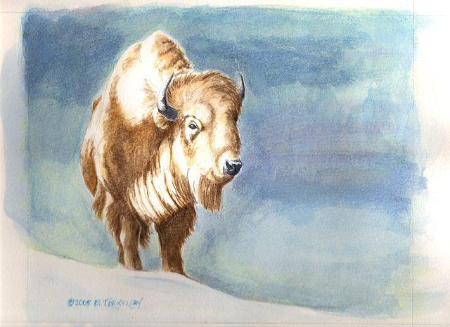 white buffalo0047