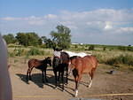 Cindy's Farm - Summer 2000