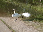 flood swans