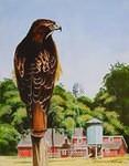 Red Tail Hawk 0206