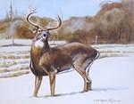 corn buck 0206