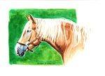 draft horses 4-10-20050046