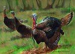 strutin' Tom turkeys0049