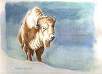 white buffalo0047